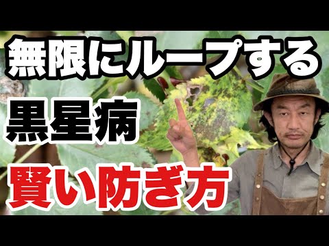 病気 バラの茂み 黒い斑点 上面 下葉 覆われたバラの茂み