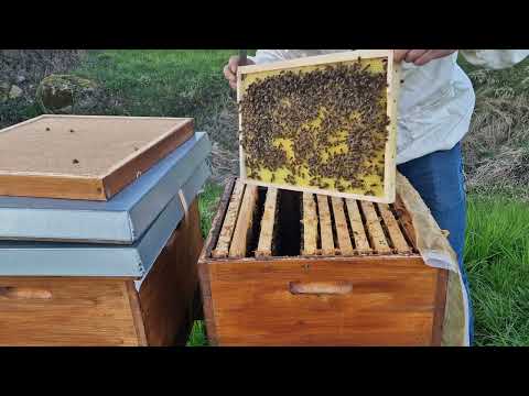 22.03.2024 Erkek ari cercevesi nasil verilir #arıcılık #doğa #biene #fly #isviçre #türkiye #honey