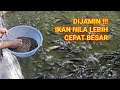 A COMPLETE GUIDE TO CULTIVATE NILE FISH SO THEY GROW QUICKLY