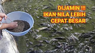 Download lagu A COMPLETE GUIDE TO CULTIVATE NILE FISH SO THEY GROW QUICKLY mp3 Download lagu A COMPLETE GUIDE TO CULTIVATE NILE FISH SO THEY GROW QUICKLY mp3