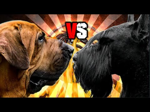 Fila Brasileiro vs Giant Schnauzer | Giant Schnauzer vs Fila Brasileiro | Billa Boyka |