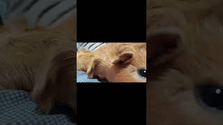 Download lagu Jerry #guineapig #carrot #eating mp3 Download lagu Jerry #guineapig #carrot #eating mp3