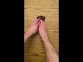 Pocket Square - Four Point