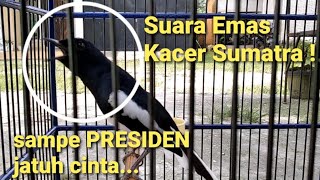 Download lagu Kacer Sumatra tunjukkan nyali ! mp3