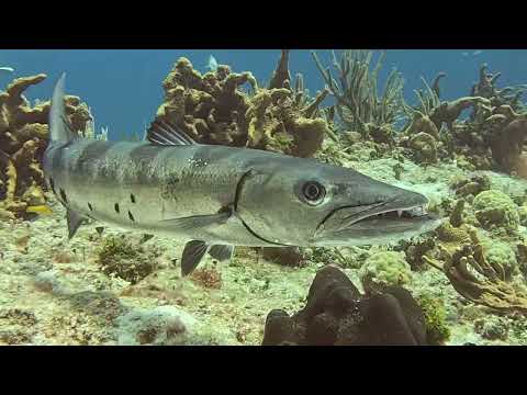 Scuba Diving Cozumel February 2025