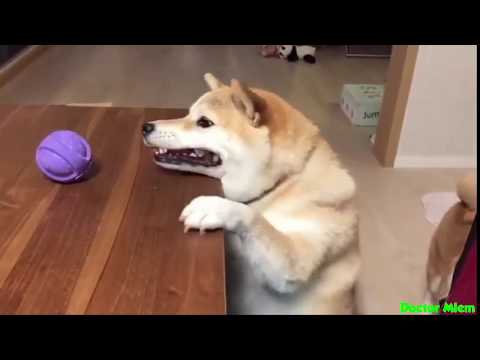 download lagu mp3 mp4 Too Many Schmackos, download lagu Too Many Schmackos gratis, unduh video klip Too Many Schmackos