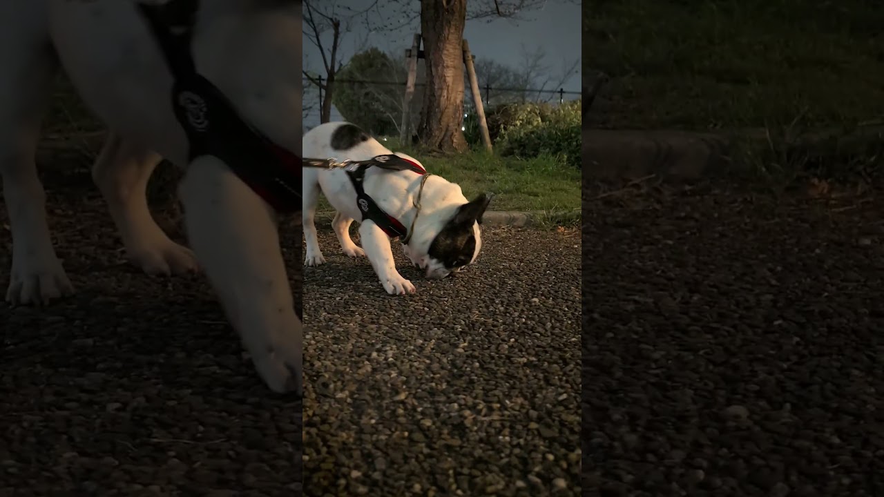 マイペースなフレブル　木の上にいるの猫を探す見当違いな犬　『ぶーちゃん日記』 #散歩 #フレブル飼い方 #フレンチブルドッグ #frenchton