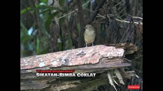 Download lagu Burung Migrasi | Yang Jarang Diketahui | Sikatan Rimba Coklat mp3