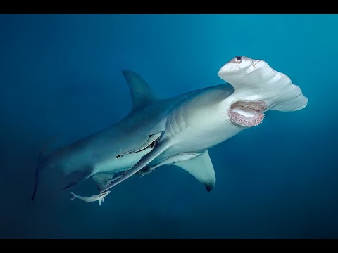 4 weeks in Maldives Dive Liveaboard!