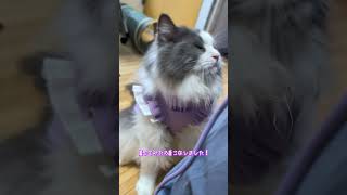 男の子のはずが…？#ノルウェージャンフォレストキャット#ラガマフィン#MIX猫#のすけ#アナスイ