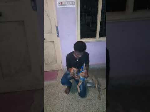 Prajwal dog training  mandya