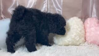 トイプードルの動画01