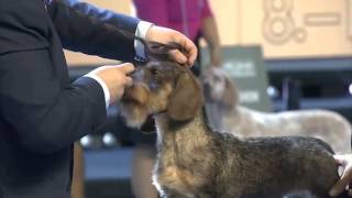 Dog Show Dog Show