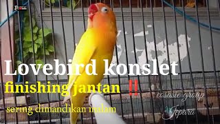 Download lagu LOVEBIRD JANTAN KONSLET ‼️ mengatasi AWAL PERNAH NDOBEL JADI FIGHTER || PROSES FINISHING mp3 Download lagu LOVEBIRD JANTAN KONSLET ‼️ mengatasi AWAL PERNAH NDOBEL JADI FIGHTER || PROSES FINISHING mp3