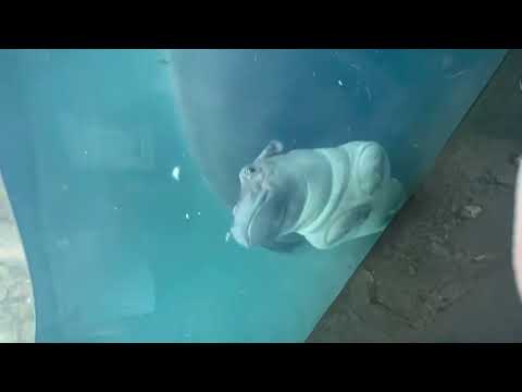 Fritz the baby hippo doing somersaults (Fiona baby brother)
