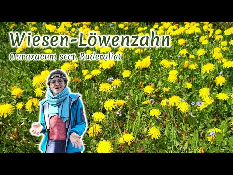 Löwenzahn (Taraxacum sect. Ruderalia) - Artenporträt: Merkmale | Ökologie | Wissenswertes