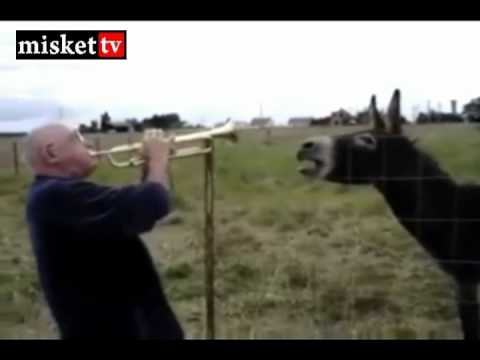 Eşşek ile Saksafon muhtesem düet