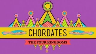 Chordates - CrashCourse Biology #24