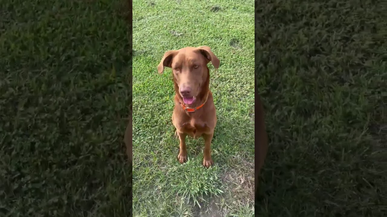 Red 8, a ADOPTABLE Chocolate Labrador Retriever in Killingworth, CT video 2/6
