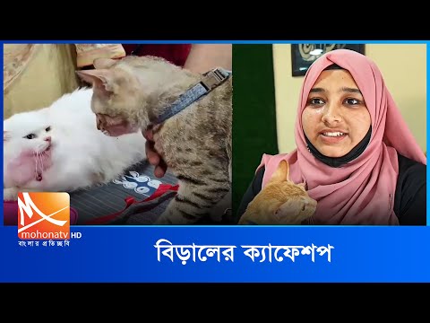 বিড়ালের এতিমখানায় কফিশপ | Cats Orphanage | Coffee Shop | Mohona TV