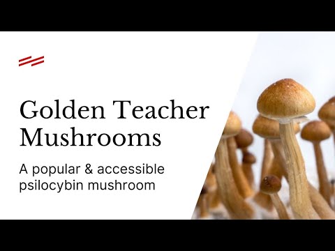 Golden Teacher Mushrooms: What You Need To Know