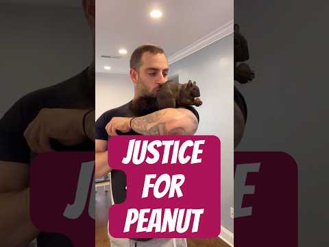 Justice for Peanut the Squirrel and Fred the Raccoon