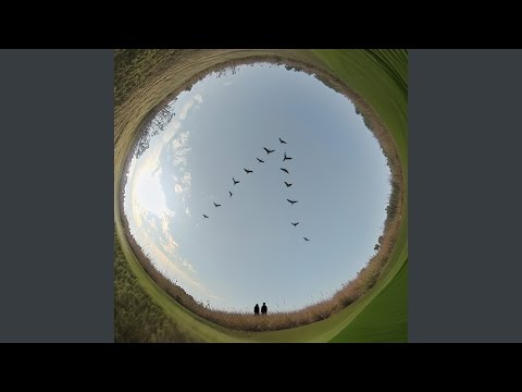 Video thumbnail for журавли (cranes)