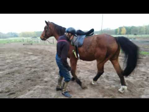 Wie kommt der Reiter auf's Pferd - "richtig" Aufsitzen