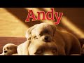 Andy A Dog S Tale Full Film Canine Companions Animation Puppy Servicedog