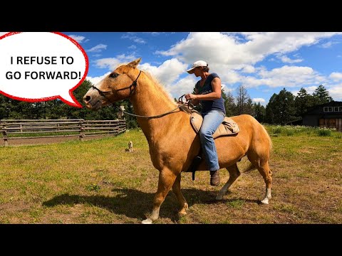 What to do when a STUBBORN HORSE REFUSES to Go Forward/Move