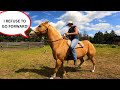 What to do when a STUBBORN HORSE REFUSES to Go Forward/Move