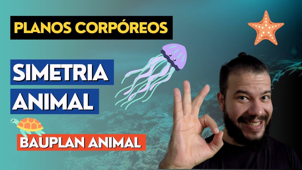 Simetria e Planos Corpóreos: Por que os animais são como são? Conceito de Bauplan #zoologia