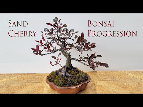 From the clearance rack at Lowe's to Bonsai - Purpleleaf Sand Cherry Tree Progression