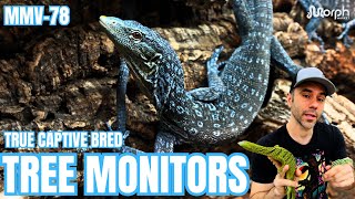 Where To Find High Quality & True Captive Bred Tree Monitors With Sundown Reptiles