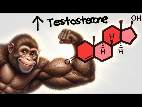 The Simple HABIT  That BOOSTS Testosterone Daily | Explained By Mighty 