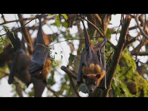 Nipah virus outbreak  investigated
