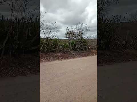 SÍTIO BARIGUDA  BARRA DE SANTANA-PB #paraiba #barradesantana #nordeste #nordestino #lugareslindos