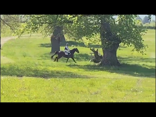 Hongre hanovrien 4 ans cce