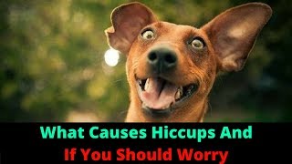 My Dog Has Hiccups! Is It Normal Or Should I Be Worried
