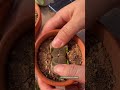 Lithops - Stone plant | 多肉植物 | 다육이들 | Suculentas