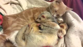 Ned giving the ferrets a bath
