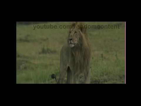 Lion 🦁 attacks pup Hyena🐕