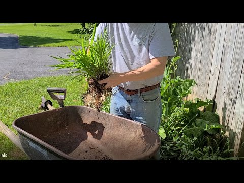 How to Divide Perennials: Spiderwort 'Little Doll' (Tradescantia)