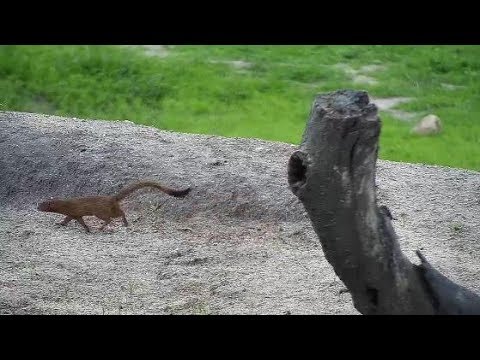 Djuma: Slender Mongoose - 10:35 - 12/17/19