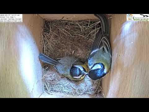 Female Great Tits gets fed fed by male in Great Tit Israel Cam