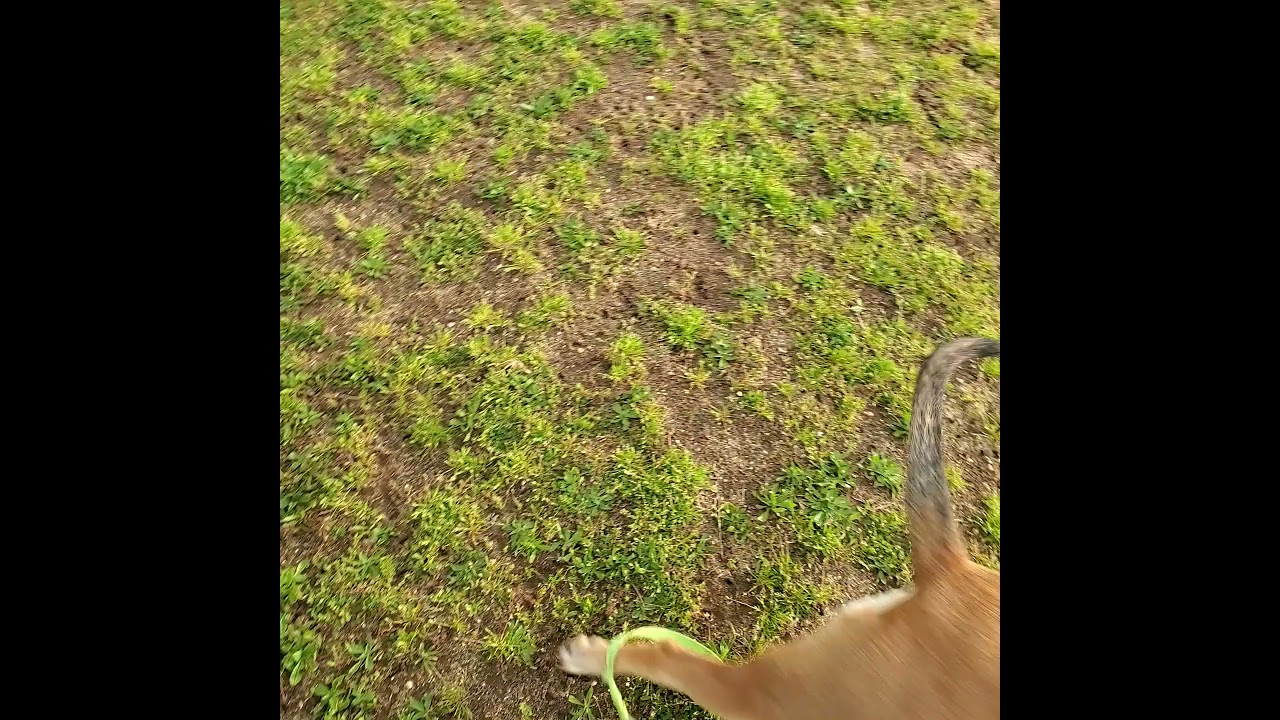 shaka medium distance recall pass amd soso