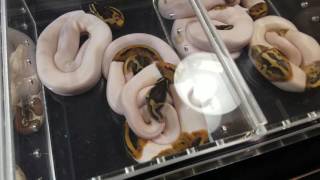 2016 Daytona National Reptile Breeder Expo!!!