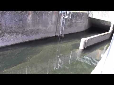 Fish Spotting on the River Leen Nottingham