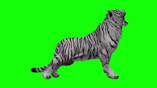 Download lagu Green Screen Chromakey -  White Tiger loud cry Tiger cry growl, Wild tiger mp3