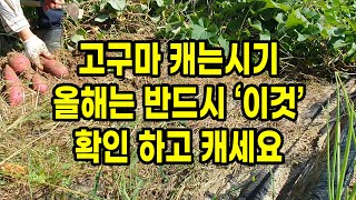 고구마 캐는시기 올해는 반드시 '이것'만은 확인하고 수확하세요
